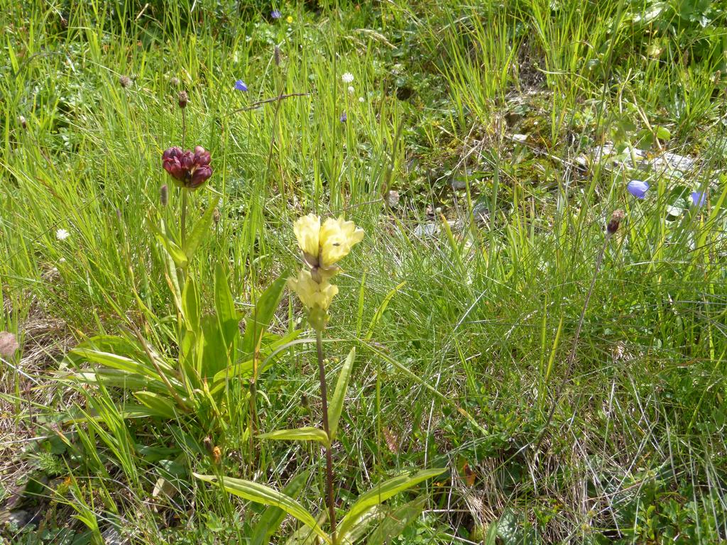 {Clic pour voir plus grand}