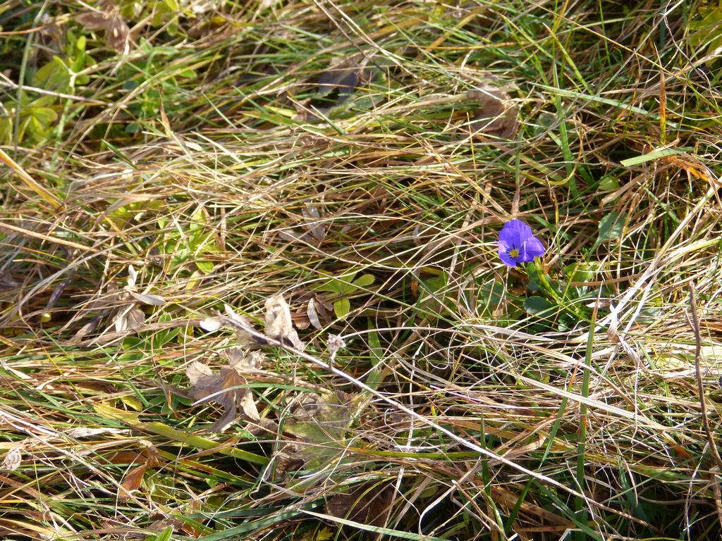 {Clic pour voir plus grand}