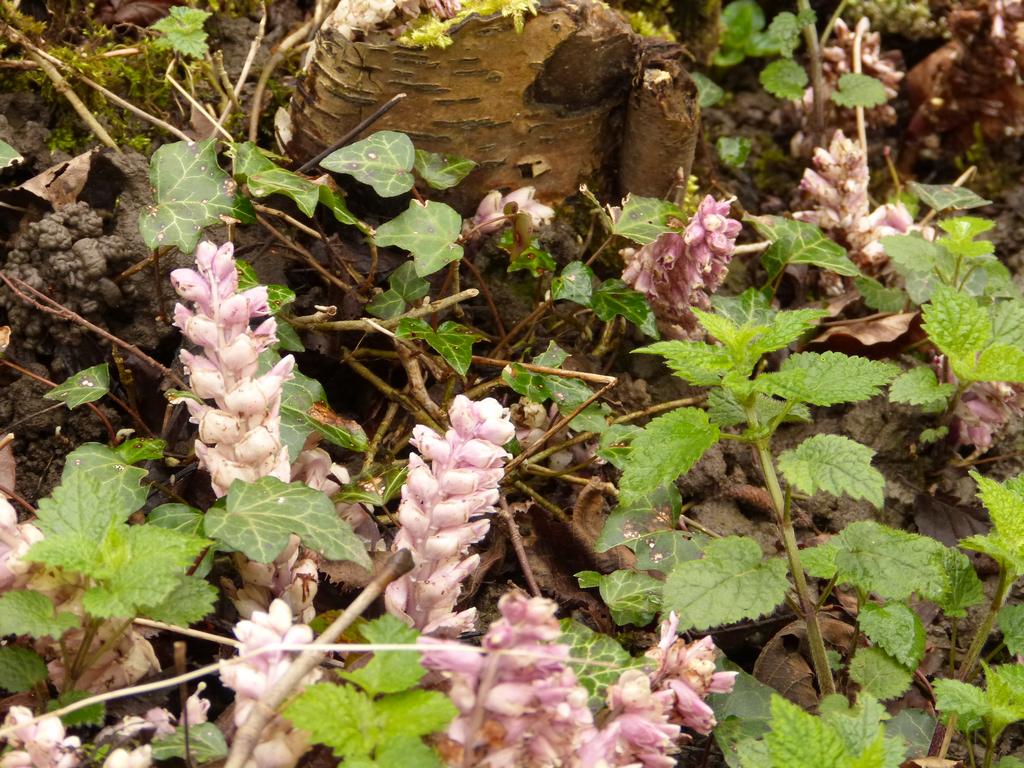 {Clic pour voir plus grand}