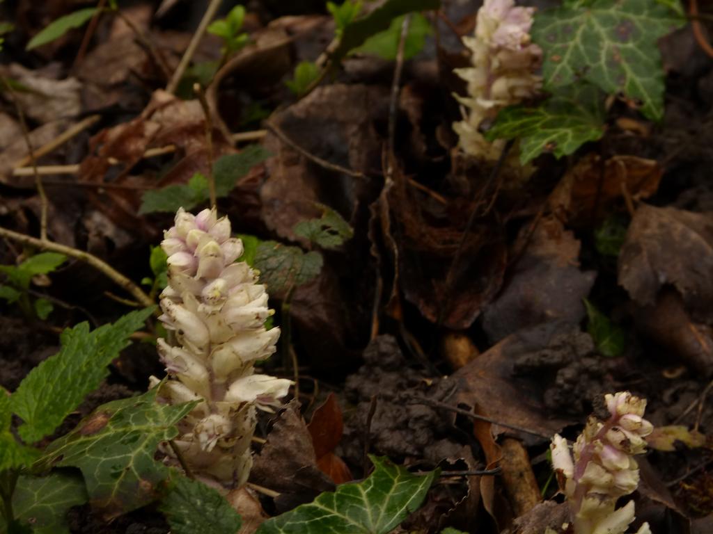 {Clic pour voir plus grand}