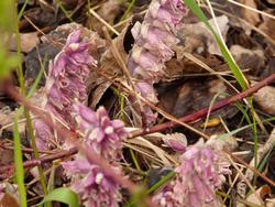 Click to see big picture (1024x768 pixels; 129 KB)