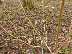 Click to see big picture (1024x768 pixels; 266 KB)