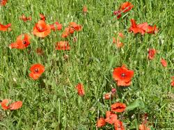 Click to see big picture (1024x768 pixels; 247 KB)