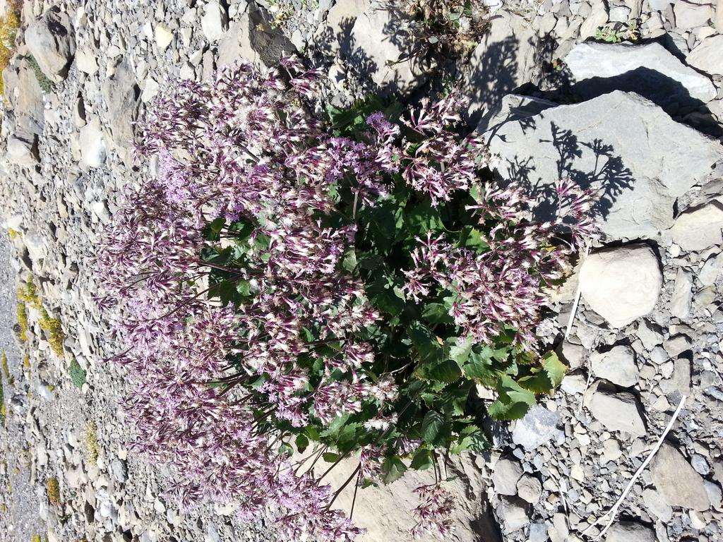 {Clic pour voir plus grand}