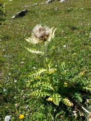 Click to see big picture (576x768 pixels; 176 KB)