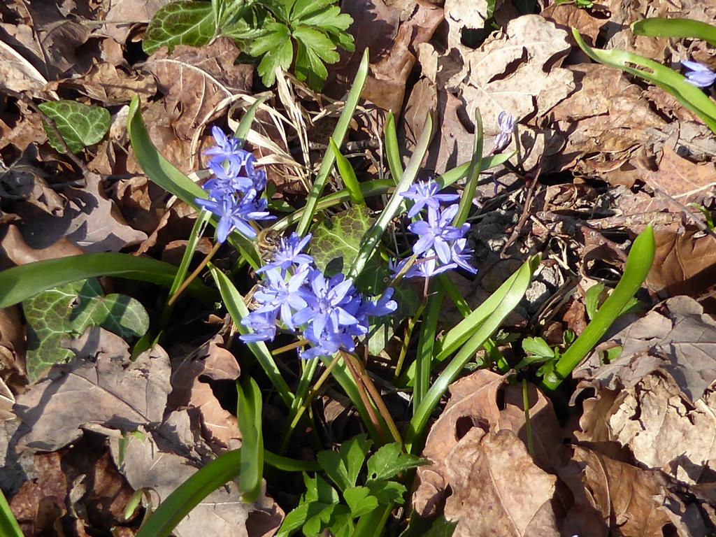 {Clic pour voir plus grand}