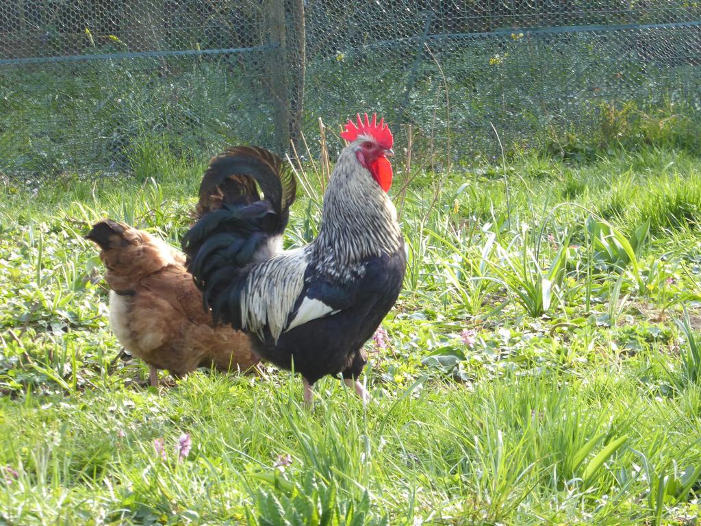 {Clic pour voir plus grand}