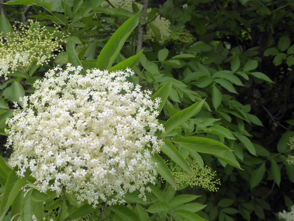 {Clic pour voir plus grand}