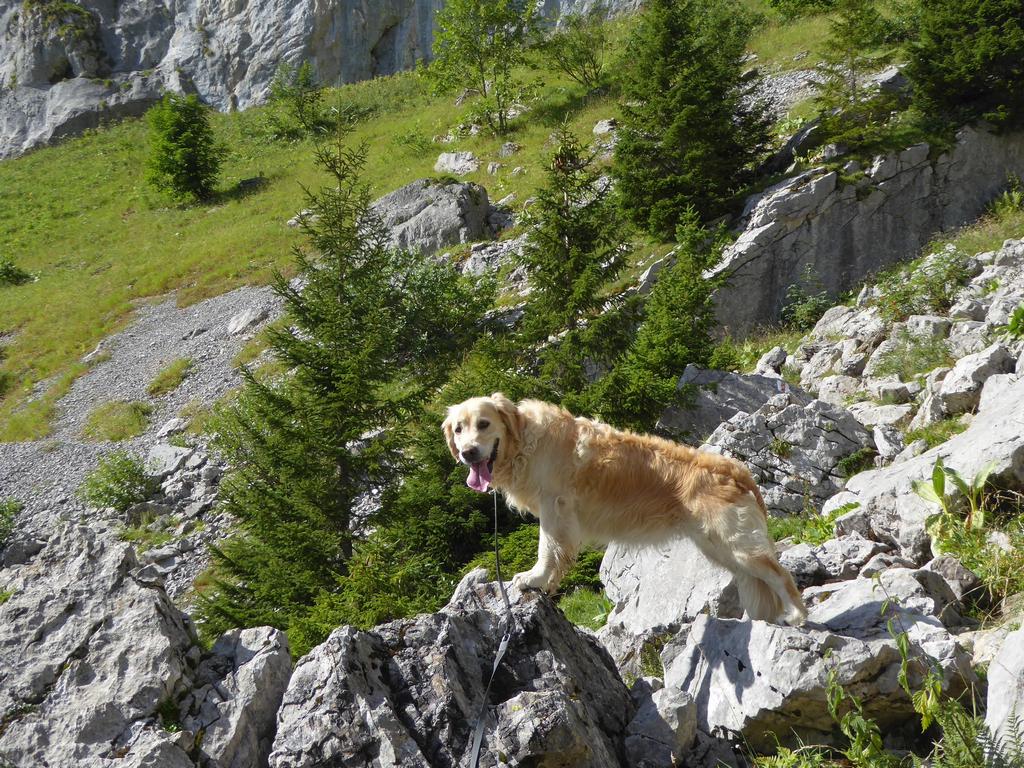 {Clic pour voir plus grand}